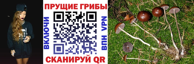 Купить закладки  Гусиноозёрск  Псилоцибиновые грибы мицелий 